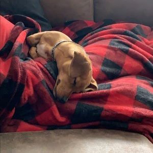 Meet your Posher, Shaun